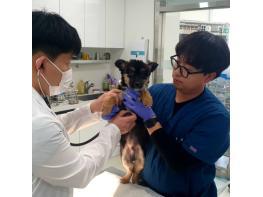 경기도, 사회적 배려계층이 키우는 반려동물에 의료비·장례비 지원 기사 이미지